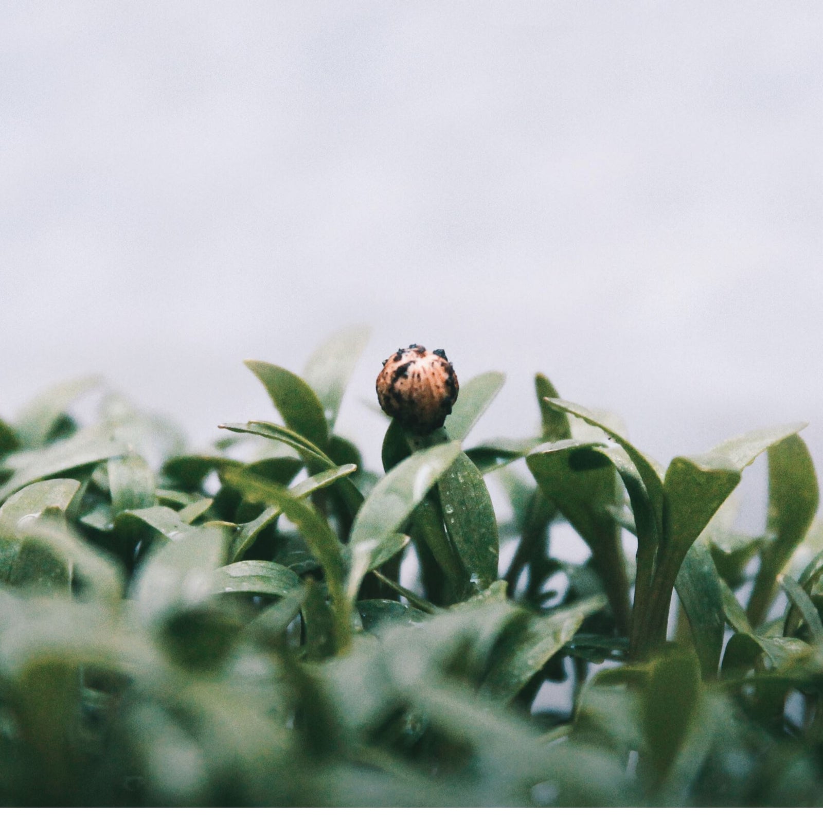 FERMENTATION - BENEFITS FÜR DEINE HAUT