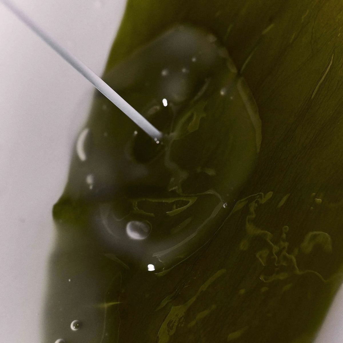 Algae Kelp Mask Masken WHAMISA Naturkosmetik 